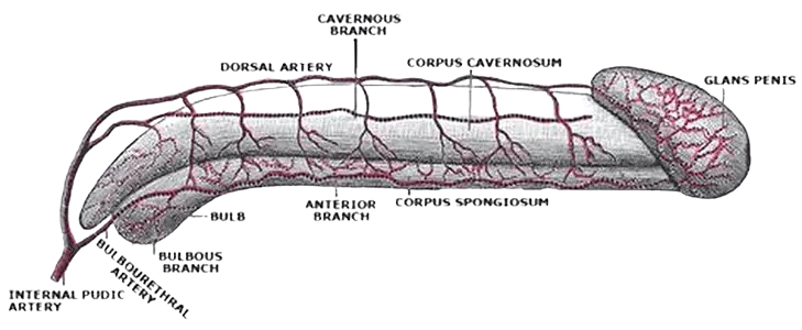 Priapism